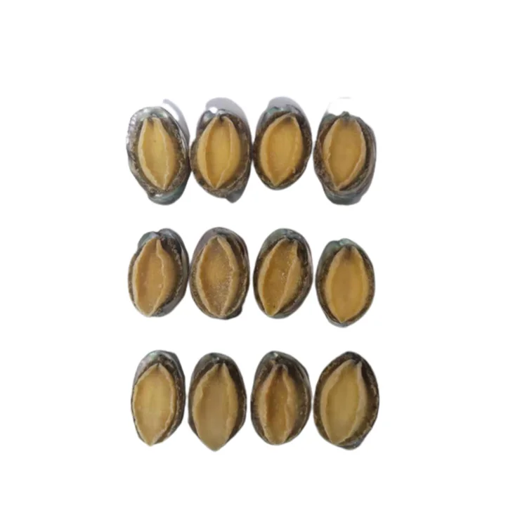 500g gold supplier factory price dried sea abalone seafood