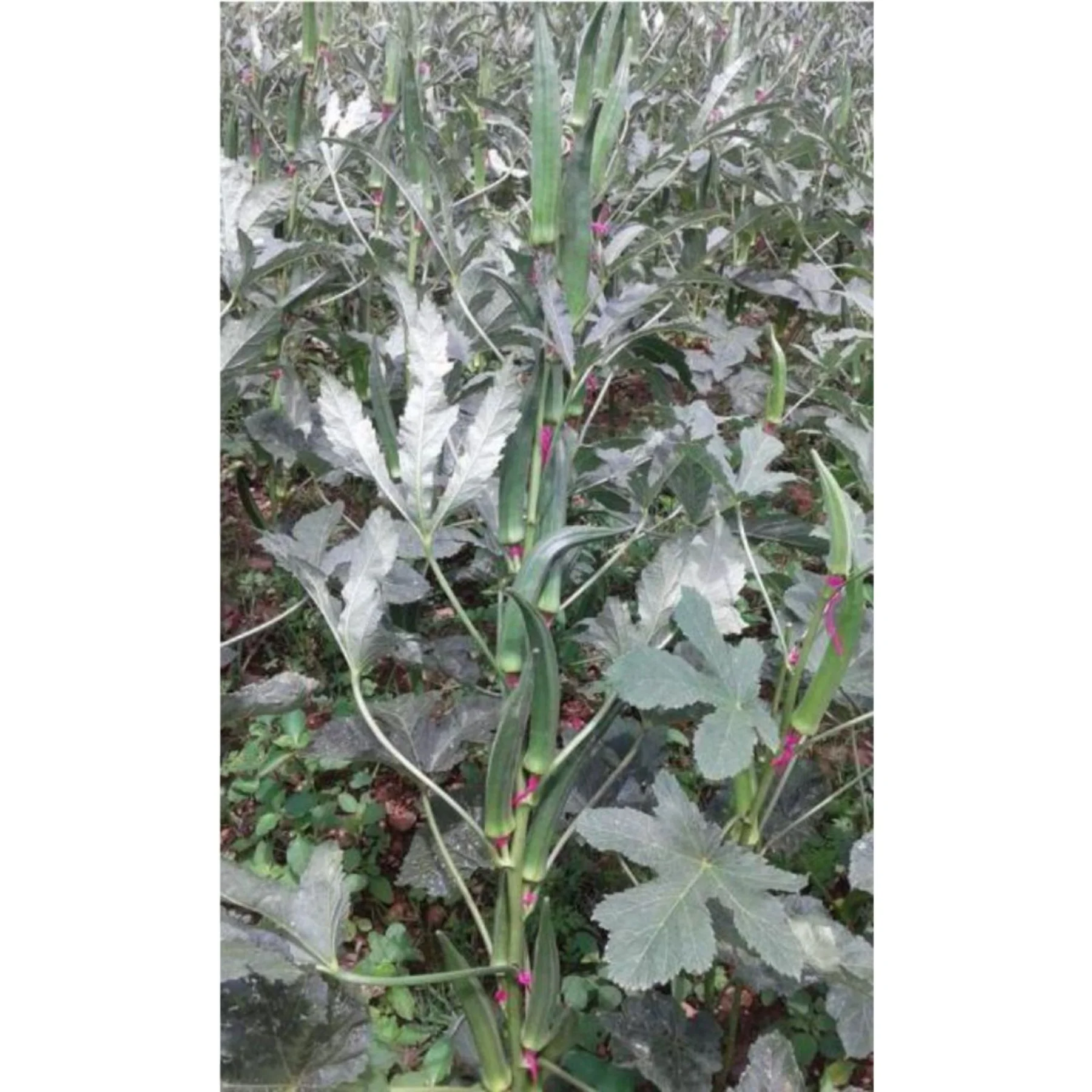 Okra Arka Anamika  fruit color