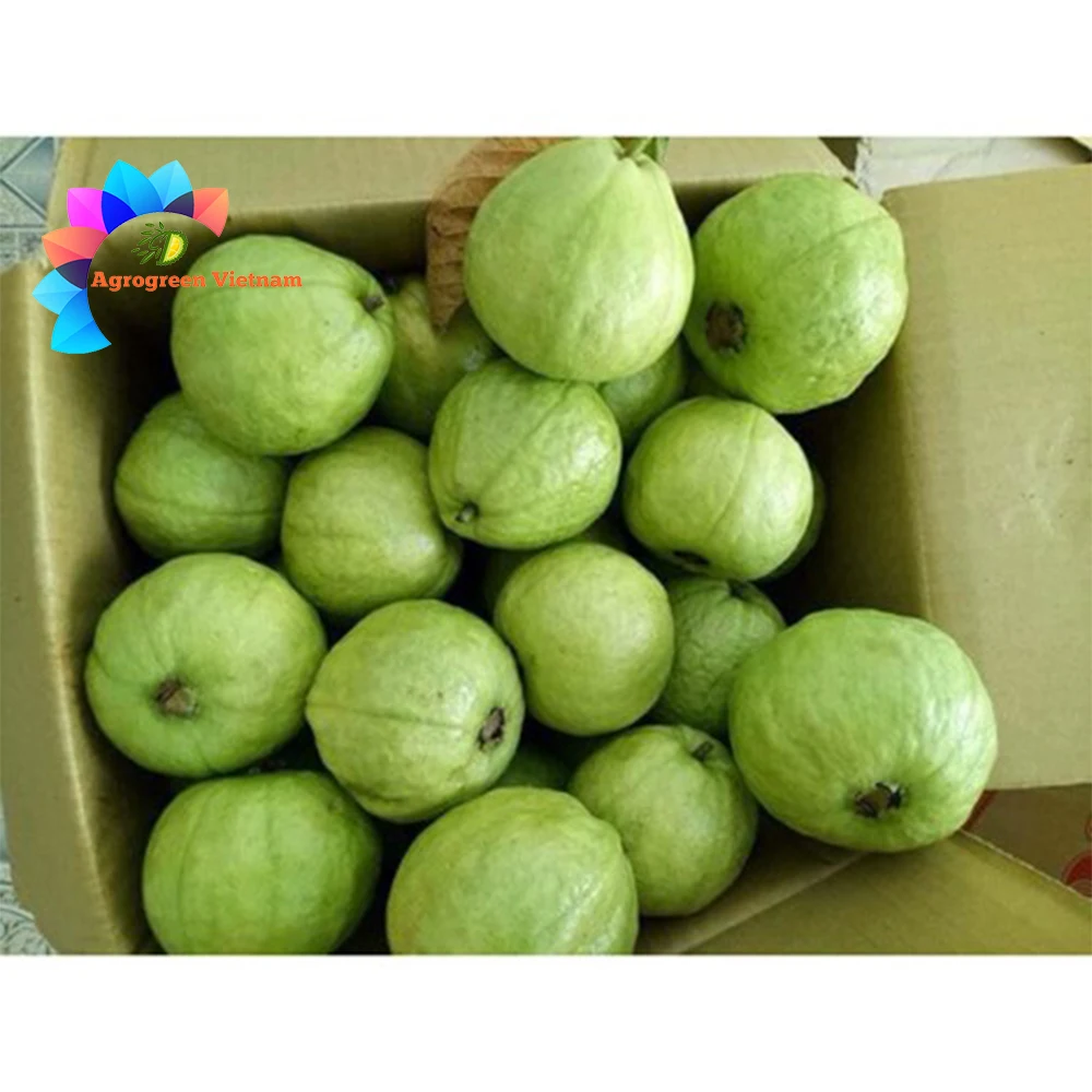 Exporter hot sale Guava juice high quality fruit juice concentrates Tropical Fruit Juice from Vietnam