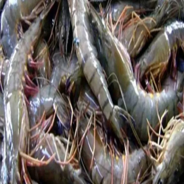 FROZEN SHRIMP from 1kg Bag Style Packaging Weight Shelf Headless Origin Type Life Variety Place cheap price from Bangladesh
