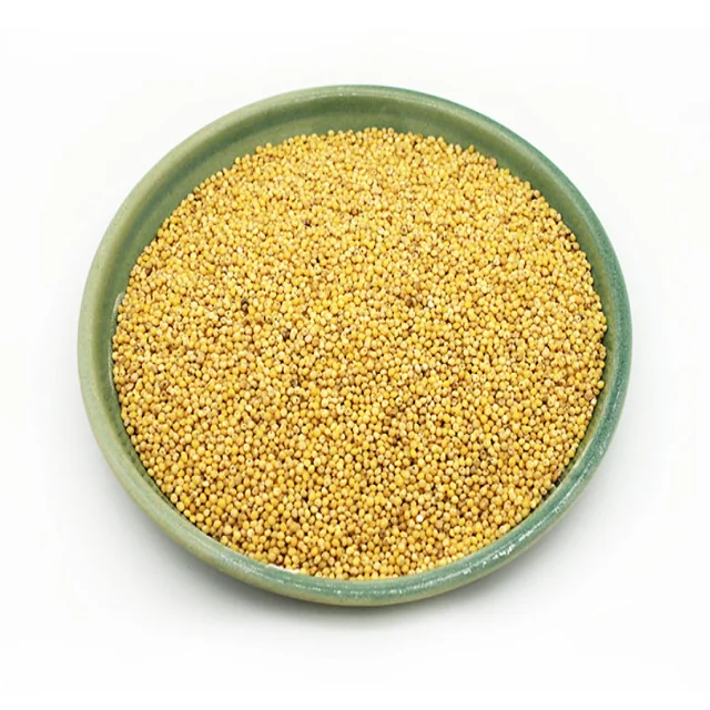 Cheap Price Rich Quality Natural Organic Pure Yellow pearl millet at Attractive Price In Bulk