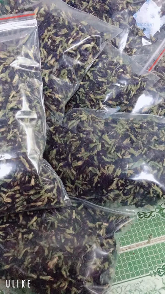 Customized Nature Butterfly Pea Flowers Dried flowers and Powder extract Healthy Butterfly Pea Flower Powder