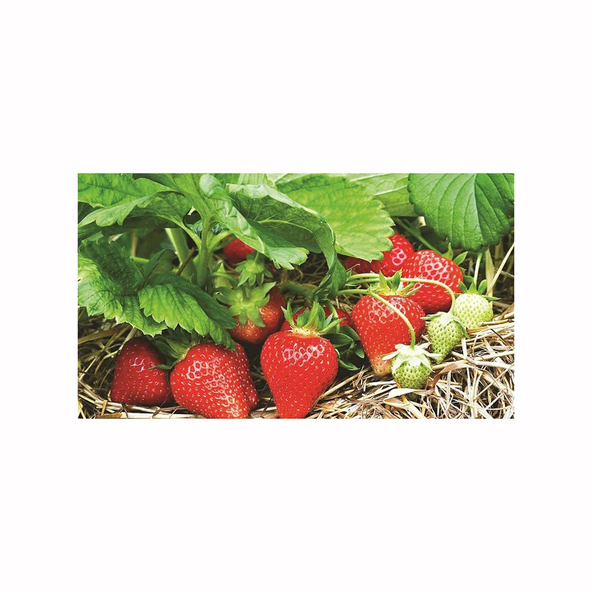 Fruit Fresh strawberry wholesale fresh seedless strawberries food grade 2.5kg pack 25tons 15days blueberries