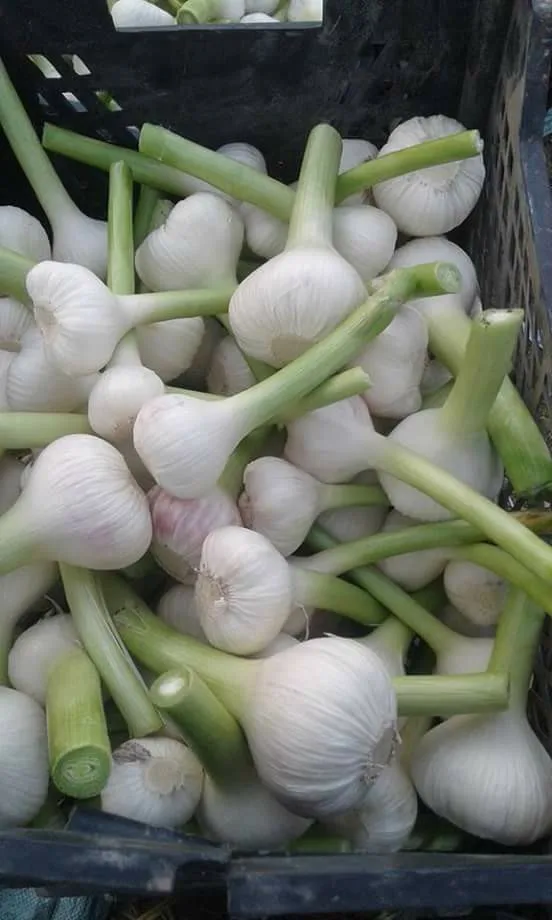 Fresh green fresh garlic new crop 2023 from Egypt