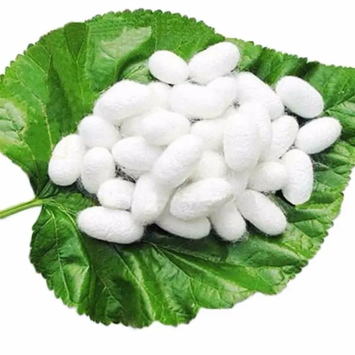 100% Fresh Natural Silkworm Cocoon for Silk Fiber Mulberry Silk Cocoon from Vietnam With Competitive Price