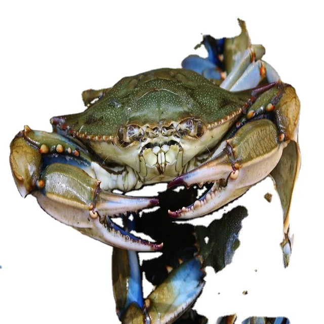 Hot Sale Live Mud Crabs, Blue Crabs, King Crabs /Live Seafood/ Frozen King Crab