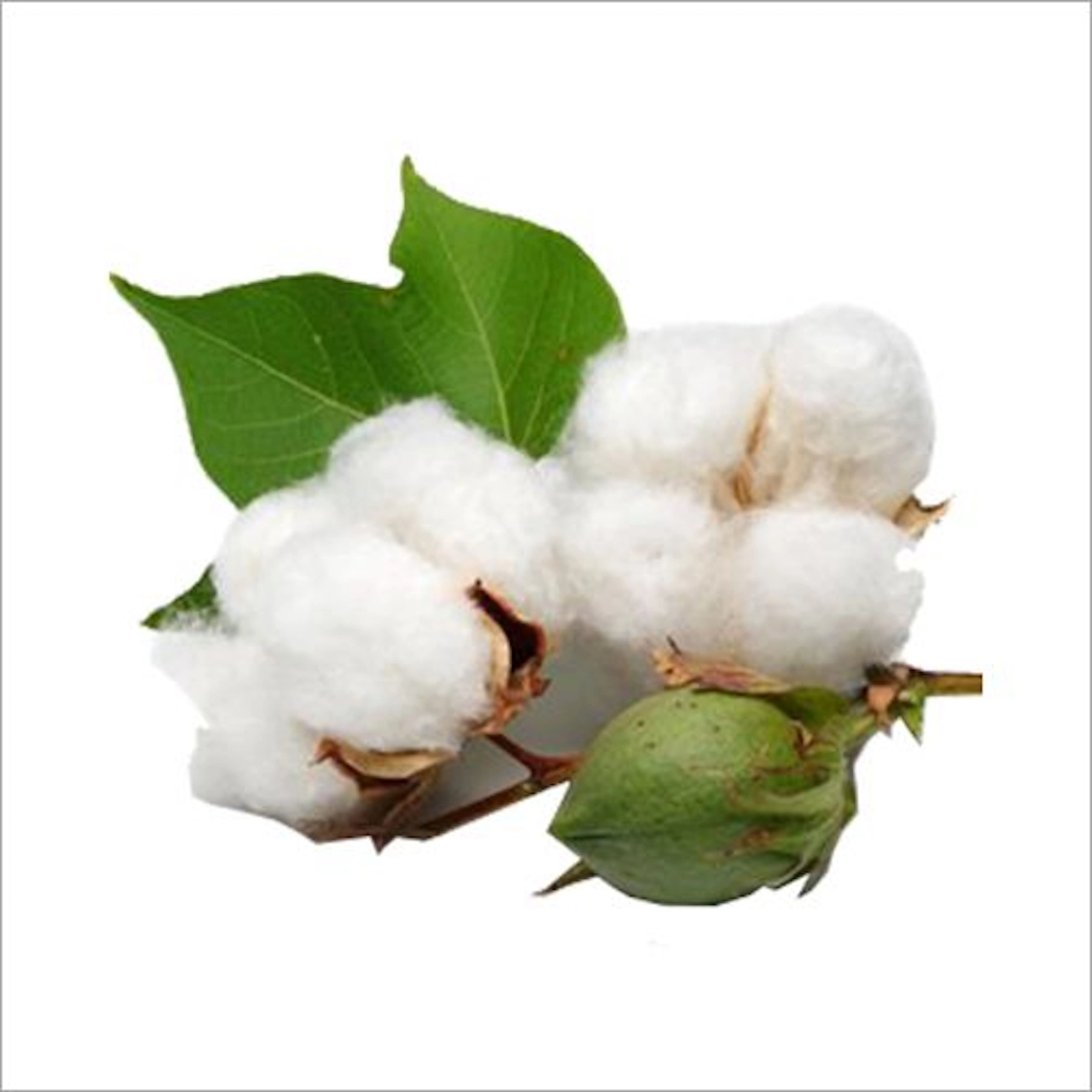 Wholesales Cotton Exporter 100% Pure Organic Raw Cotton