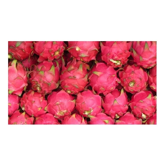 Cheap Wholesale Top Quality Fresh Dragon Fruits In Bulk