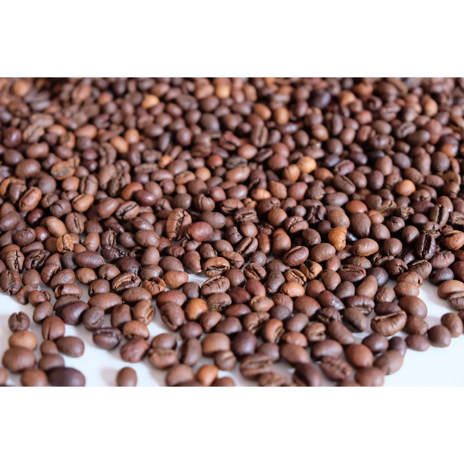 Premium Quality Culi S16 Roasted Carpentry Coffee Beans Culi Roasted Beans High Quality Coffee