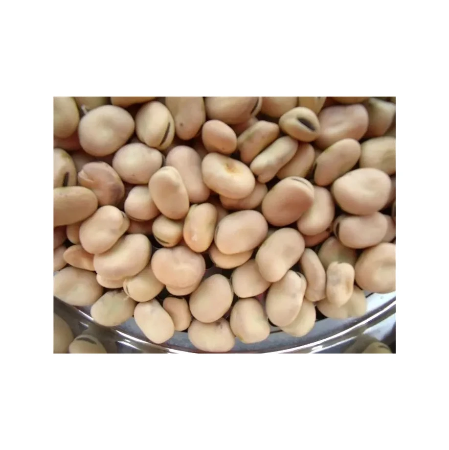 High Quality Broad Beans/ Fava Beans With Competitive