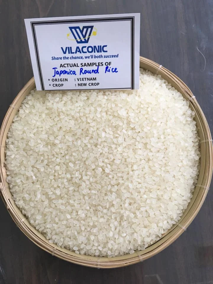 Vietnam Camolino Calrose Rice Japonica rice from Vilaconic factories _whatsapp: +84398885178