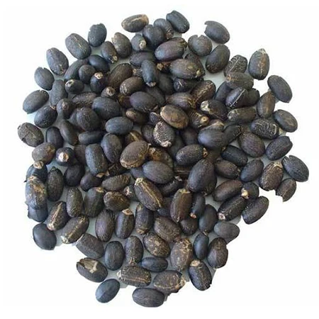 Dried Black Jatropha Seeds (Jatropha Podagrica), for Farming for Sale