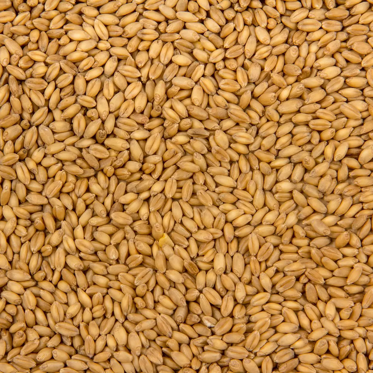White Soft and Hard Wheat Grains for Sale