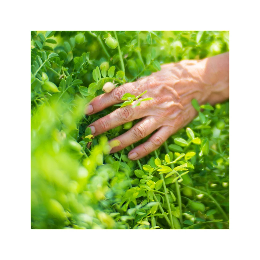 Оптовая продажа, цена, фирменная торговая марка, сельскохозяйственная упаковка, экспортный пакет, желтый жареный нут из Бразилии