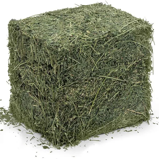Alfalfa for animal feeding good for cows pigs sheep horses etc high quality manufacturer prices alfalfa feed for sale
