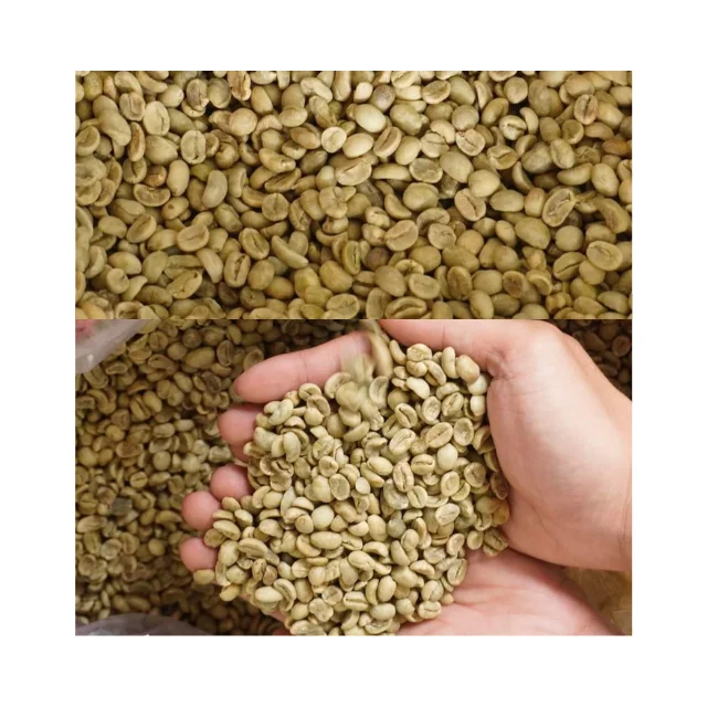 Aromatic Robusta Coffee Beans Vietnam Green Coffee Beans Made in Vietnam Bean ISO22000 2018 High Quality 18 Drink Premium Grade