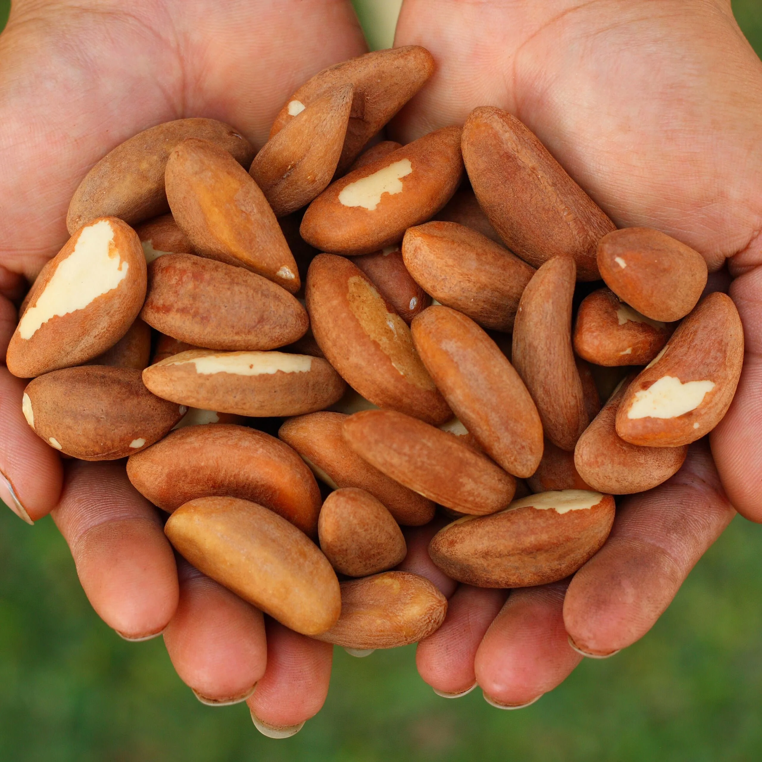 whole sale high quality Brazil Nuts top grade Brazil Nuts