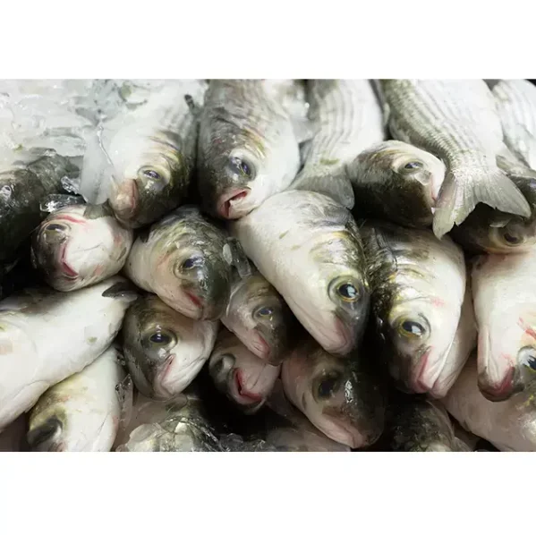 Новый сезон замороженная рыба IQF потрошенная Кефаль со стабильными поставками и конкурентоспособной ценой