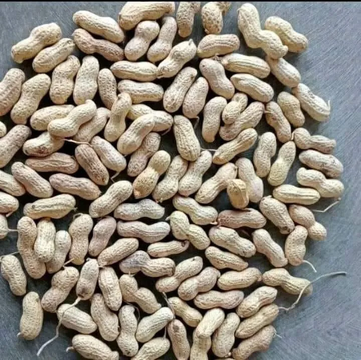 Peanuts in shell for sale / Raw Dried Peanuts