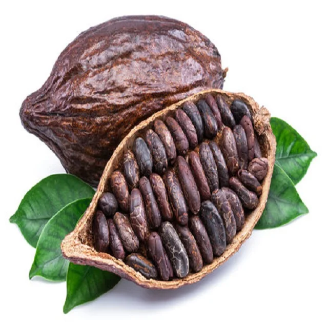 2024 Sale Best Quality Organic Cocoa Beans Dried Raw Cocoa Beans at Wholesale Price