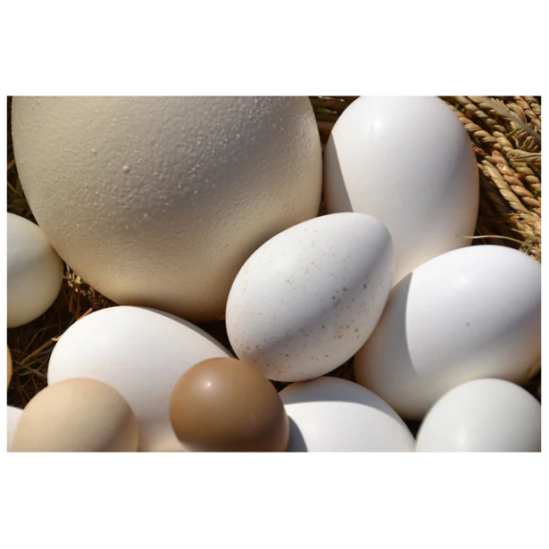 Яйца яйца Страусиные куриные индейки свежие столовые коричневые и белые