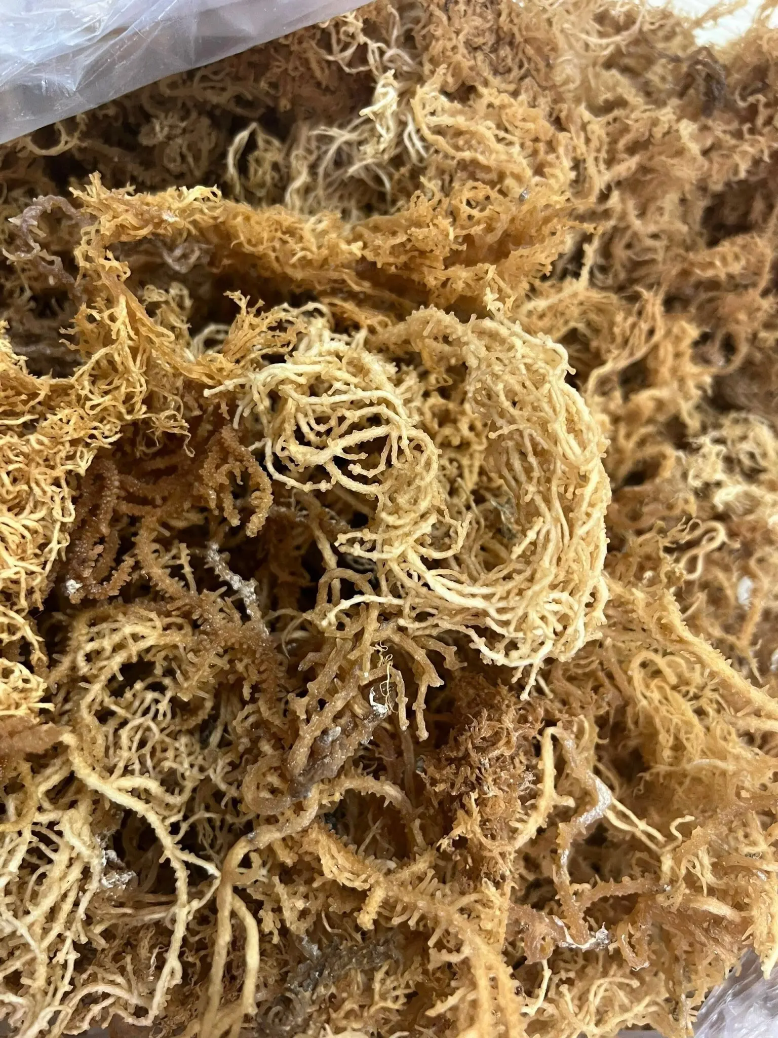 Cottonii для каррагинана/Eucheuma Cottonii/ Kappaphycus cottonii морской мох из Вьетнама | Подарок от природы