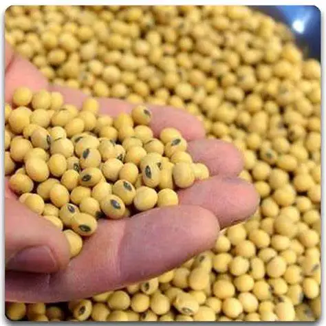 HOT SALE High Protein Quality Soybean Meal Soybean Soya Bean Soya Bean Meal With High Protein