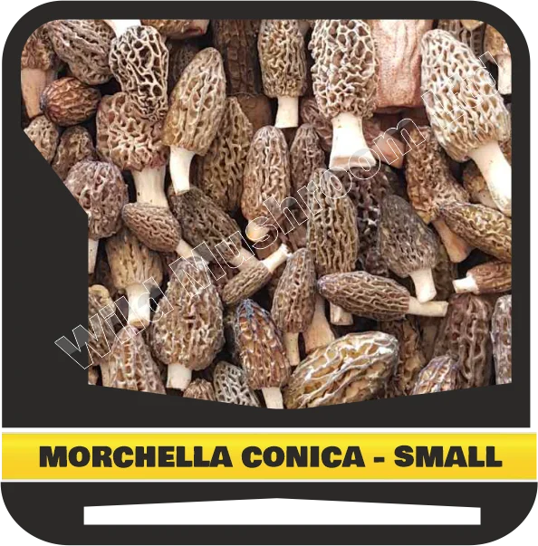 Fresh Morchella conica (Morells mushroom) small size