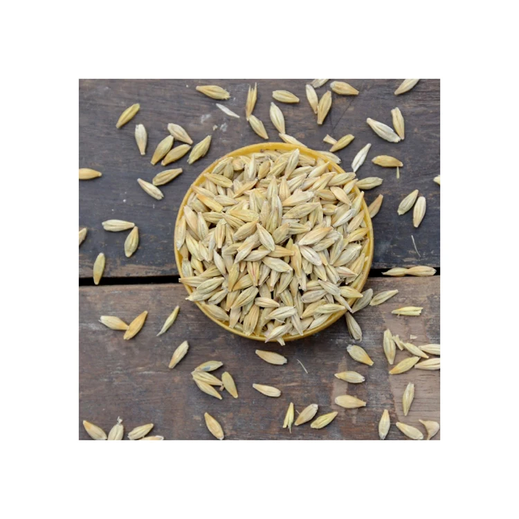 Animal feed barley/bulk barley Malted Barley / Barley Grains