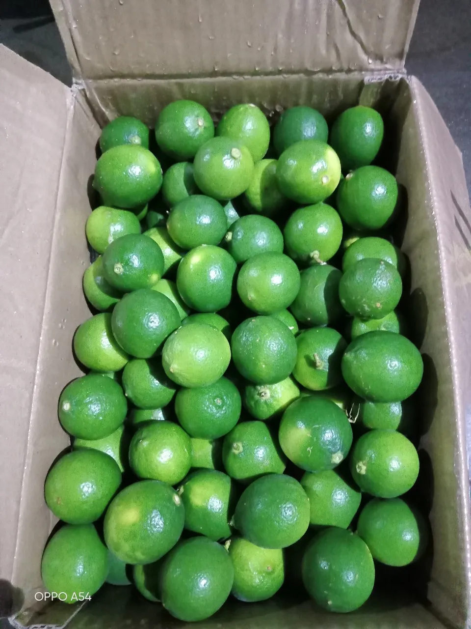 Seedless Lime and Lemons from Vietnam Fresh Citrus Fruit direct from farm collect cheapest- Whatsapp 0084365296868