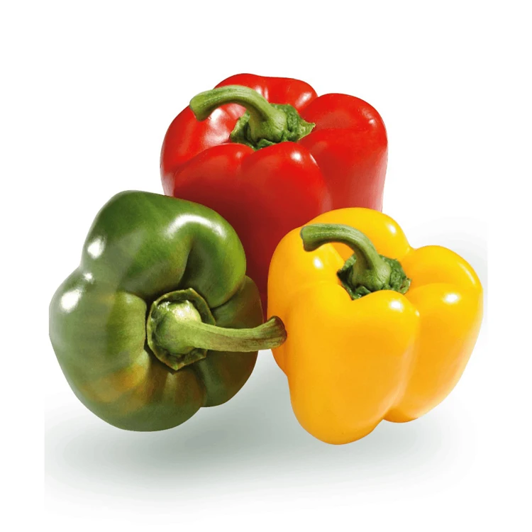 Best Selling and High Quality 100% Natural Product Fresh Bell Pepper Ready for Export in Bulk Quantity