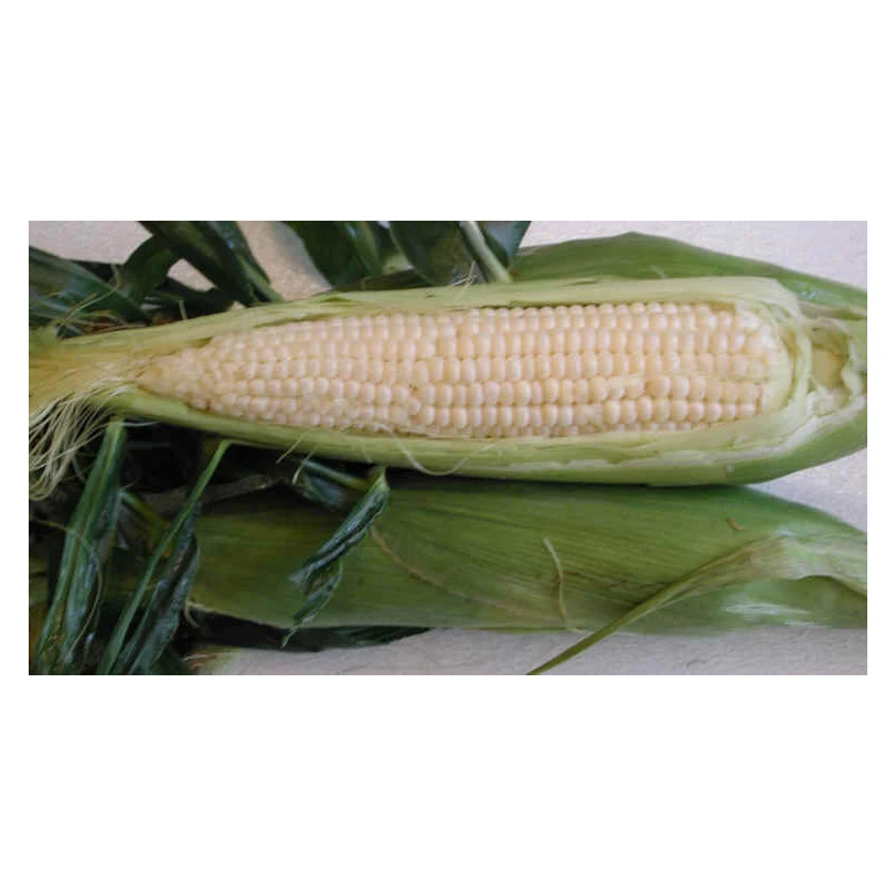 Direct Wholesale Good Quality White Corn On Cob Fresh Sweet Corn
