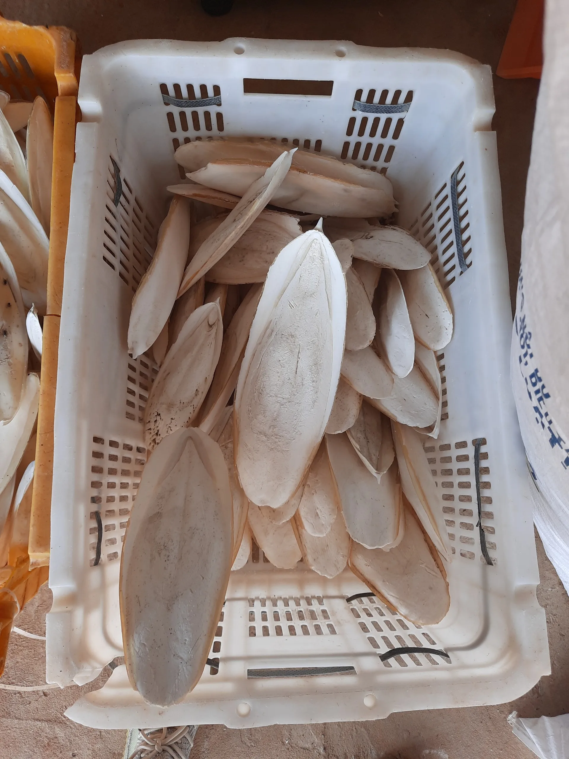 Natural 100% sun dried cuttle bone sale best grade squid cuttlefish bone cheap price Internal shell of cuttlefish