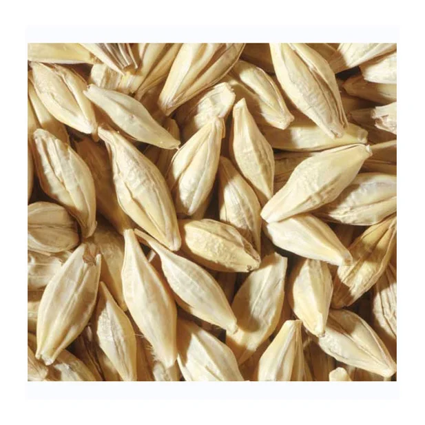 Hot Sales HIGH GRADE BARLEY MALT GRAINS FOR HUMAN CONSUMPTION Hot Sales Organic Malting Barley for sale