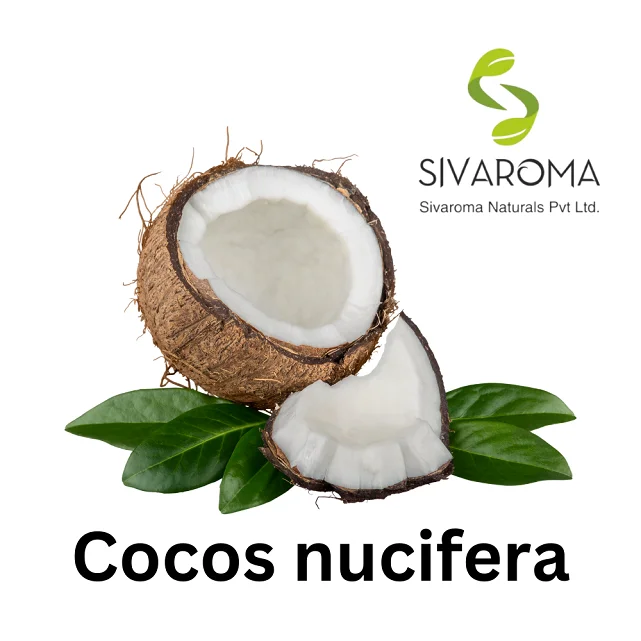 High Quality Liquid Coconut Cold Pressed Oil Mild Aroma Good Quality Best Quality Product 2024 Cold Pressed Carrier Oil at Bulk