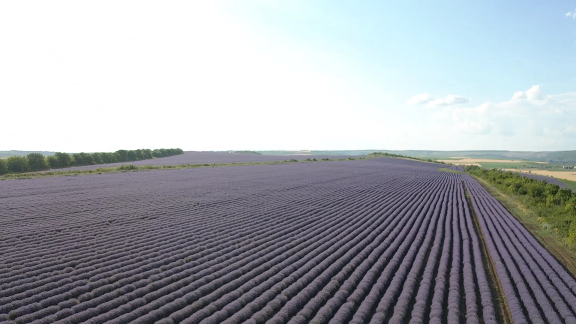 Essential Oil Perfumes,Perfume Oils Concentrated Fragrance Pure,Perfume Fragrance Oil