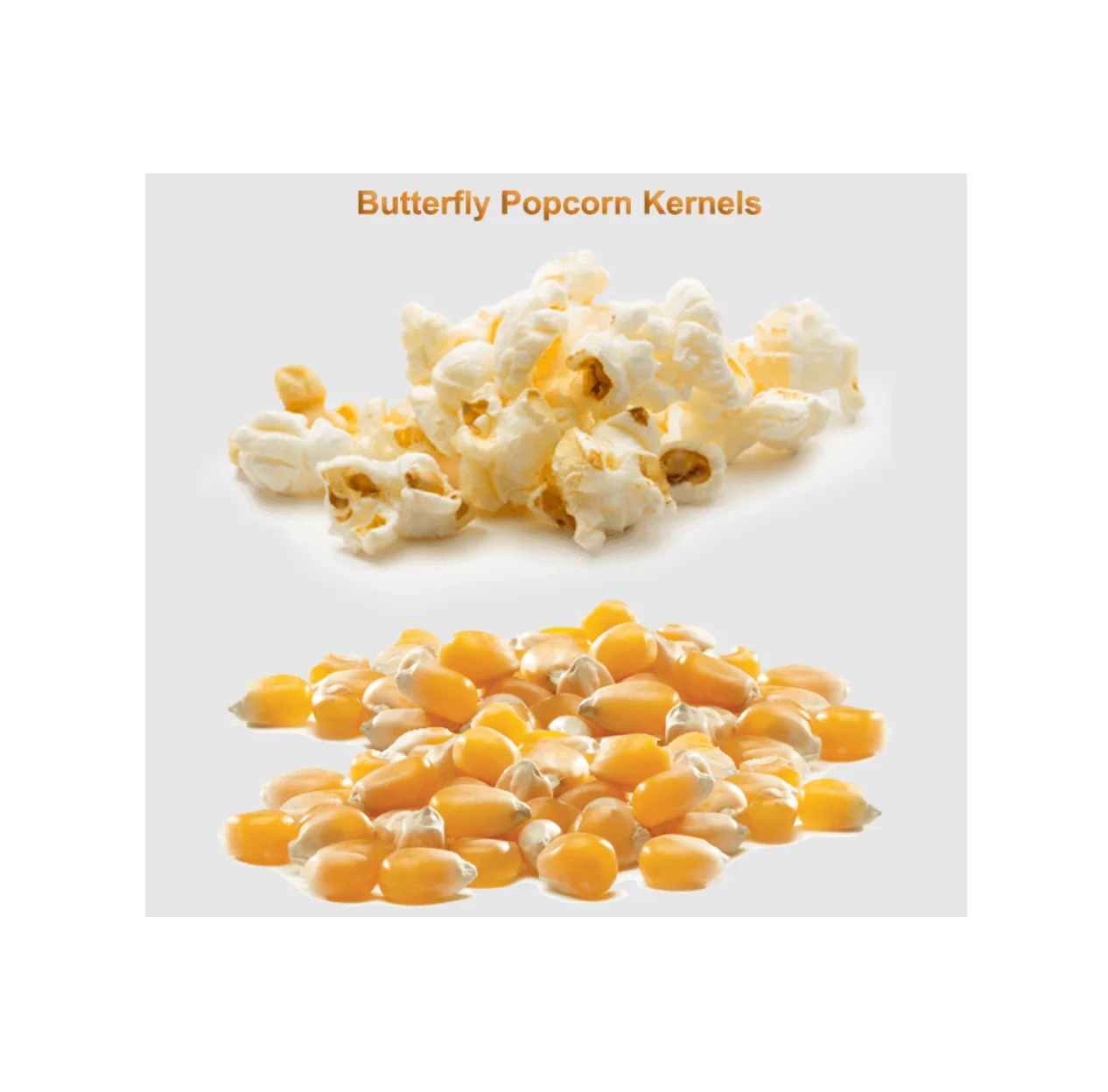 New Popcorn Kernel for sale / Butterfly Popcorn and cheap price best quality Mushroom Popcorn Kernels for sale