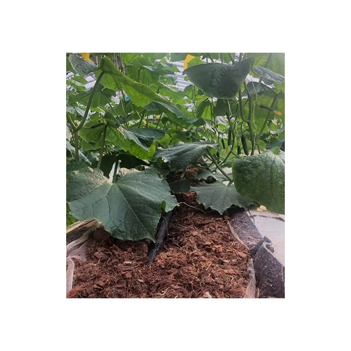 Highly Recommend Best Seller COCO HUSK CHIP BLOCK 750 g High Quality 100% Natural (1cm,1.5cm,3cm size)