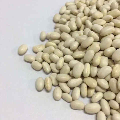 Wholesale Price Natural White Kidney Beans