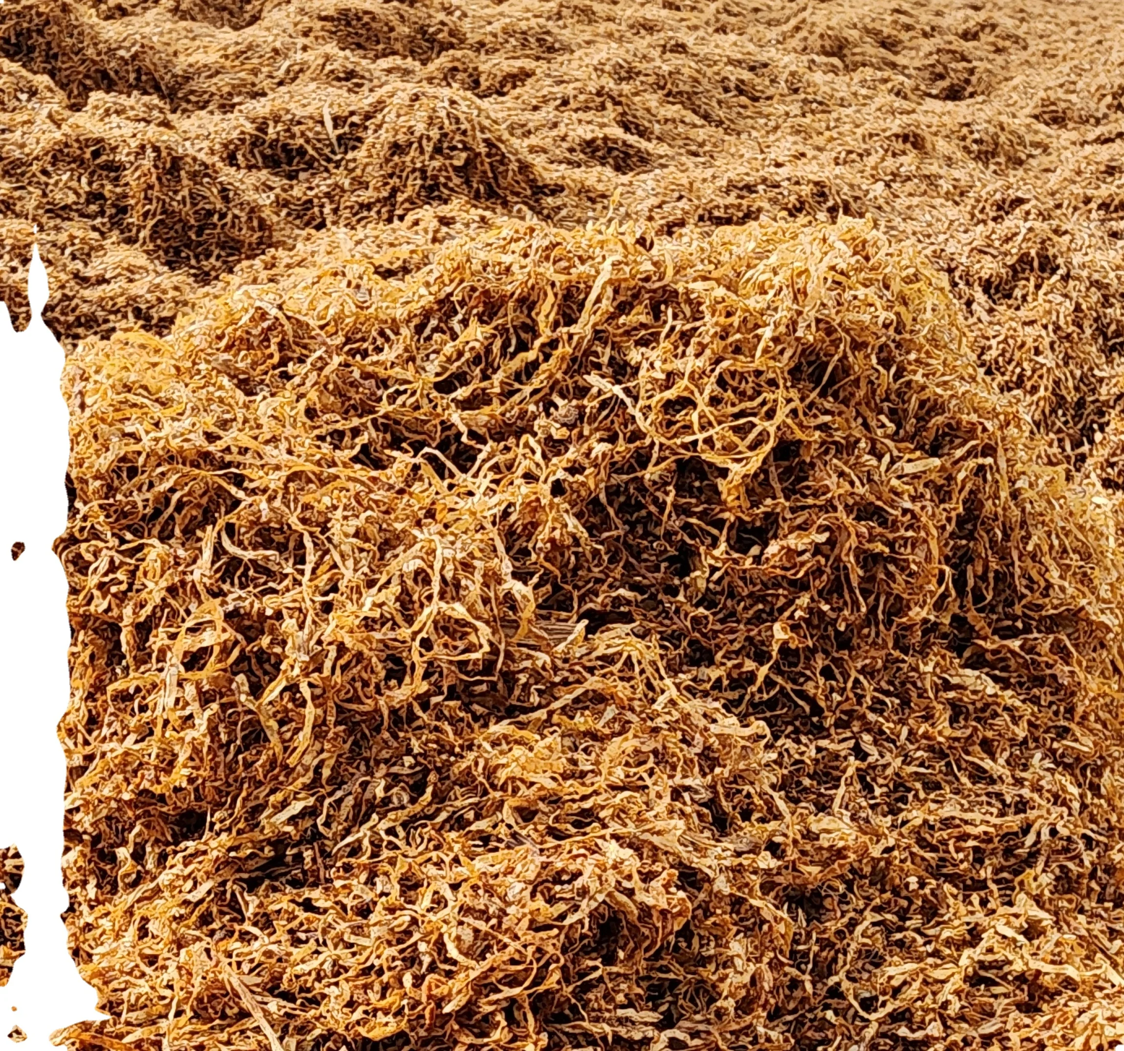 Natural Base Alternative Indian Golden taro leaves golden Herbal blends for cigarettes Herbal blends for cigarettes best prices