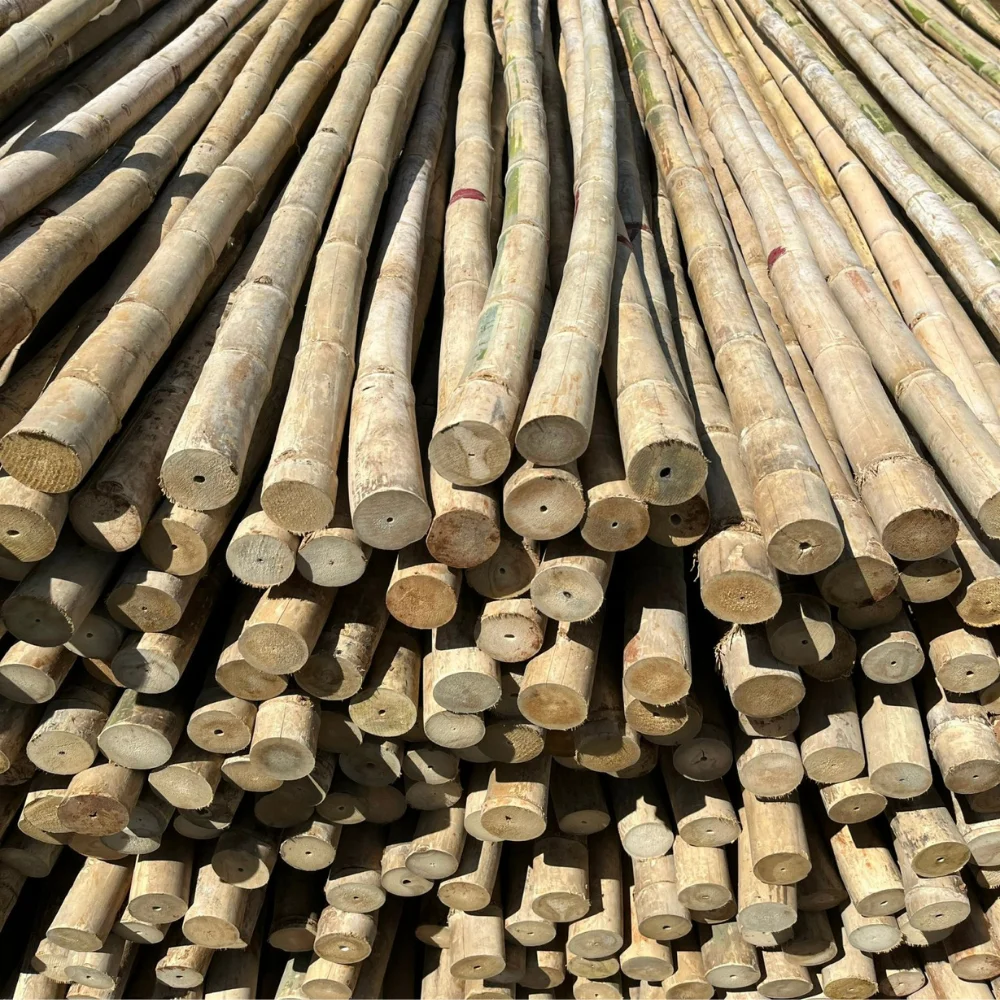 Bamboo Poles Wholesale Wholesale Big Diameter For Decor And Construction Bamboo Cane Packed In Bundles with Good Supplier