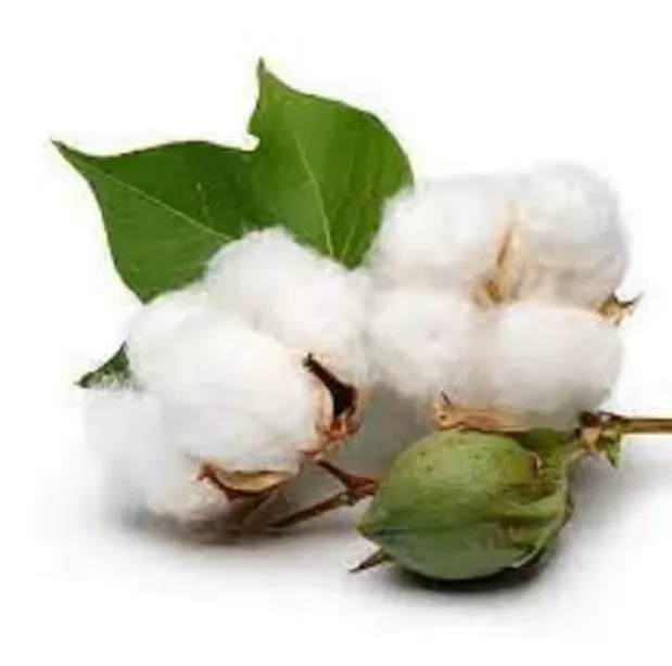 Wholesale 100% Pure Organic Raw Cotton Linter USA Exporter for Spinning