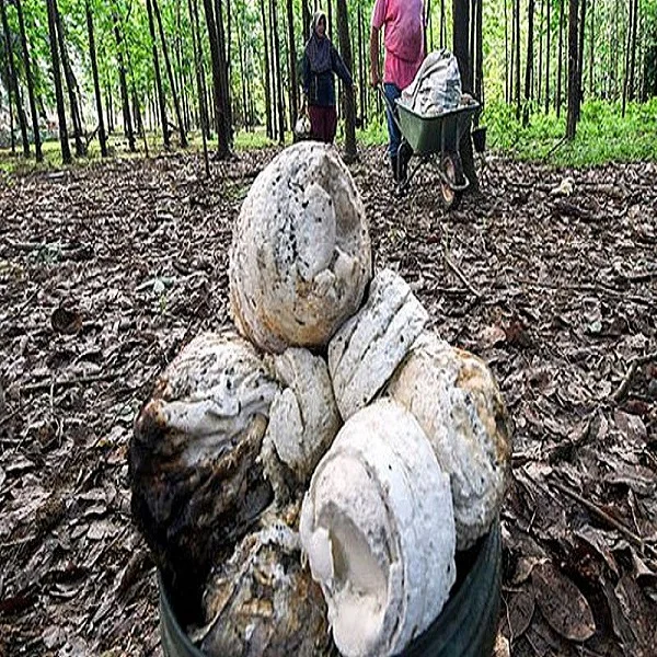 rubber tree cup lump 4.jpg