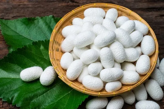 Оптовая продажа чистый кокон шелкопряда 100% натуральный для экспорта импорт по низкой цене