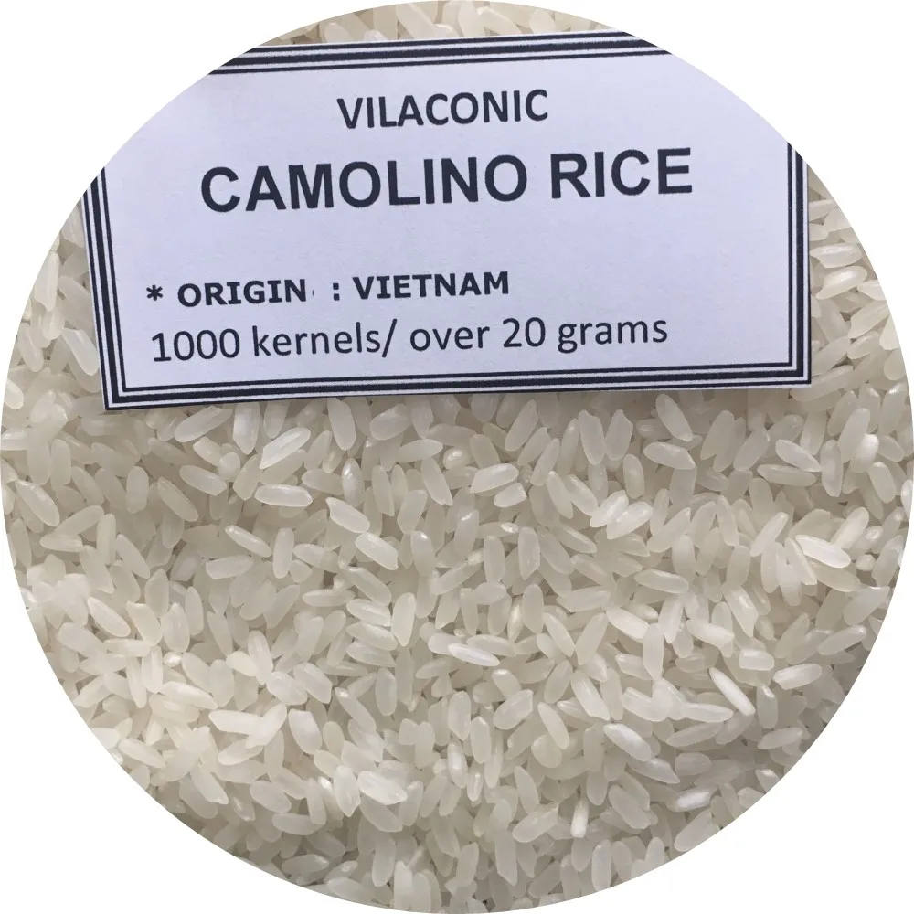 MEDIUM GRAIN CAMOLINO EGYPTIAN WHITE  RICE 5% BROKEN EXPORT WHOLESALE PREMIUM FROM VIETNAM MANUFACTURER +84 964 660 879