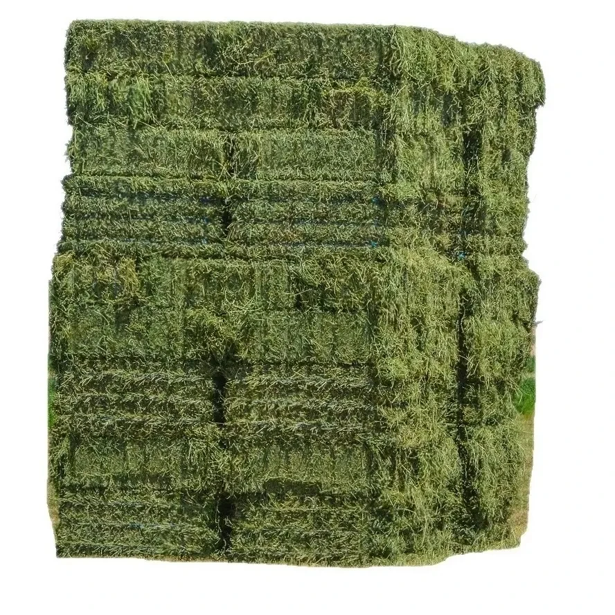 Высококачественный корм для животных высшего качества из люцерны и Тимоти в Пакистане по очень низкой цене экспортер Пакистана