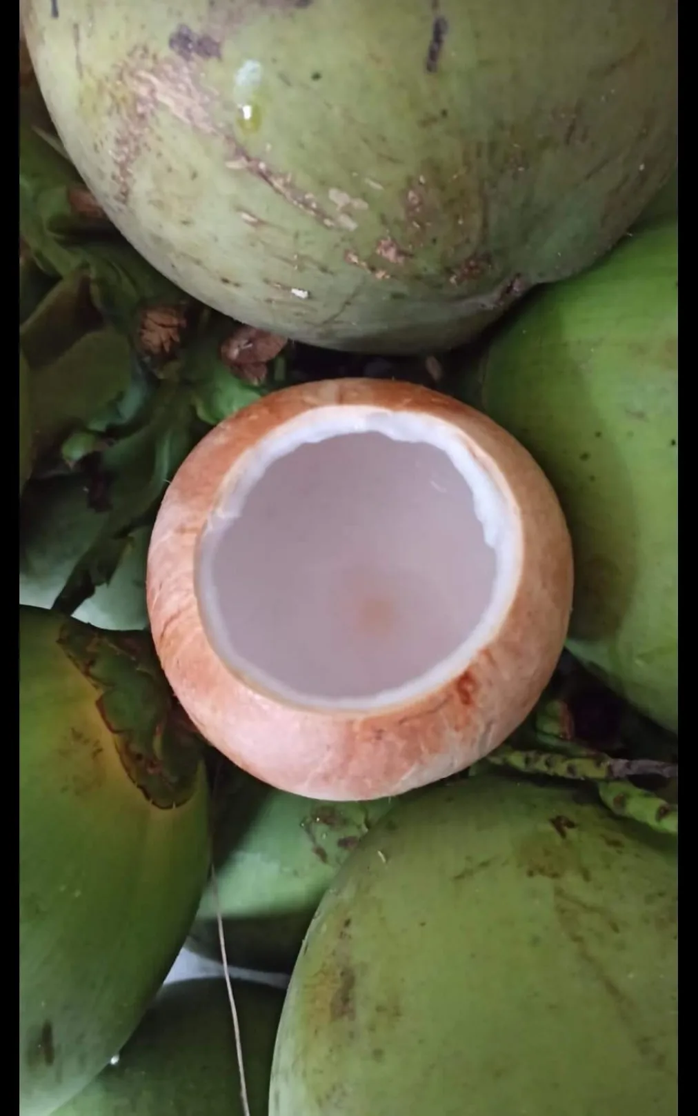 Factory price Coconut Young Coconut Easy to Open Fresh young Coconut with Pull High Quality 2023