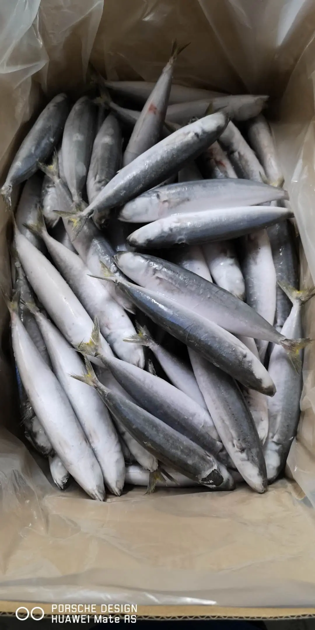 Storage Good Quality High Grade Package Custom Shape Whole Body bonito fish price Bod Auxis Rochei Bonito from Vietnam