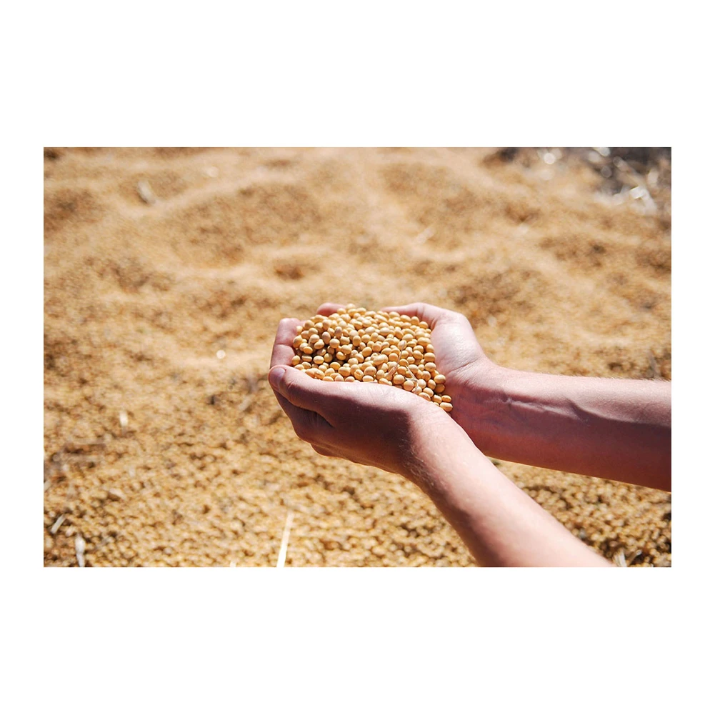 Premium Non GMO Soybean Meal and Soya Bean Meal for Animal Feed Protein Premium Quality Best Supplier Agriculture Animal Feed