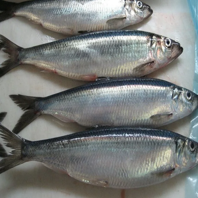 400+g 1/22 Frozen Herring Fish, Imported from the UK & Norway, Fresh Wild Seafood